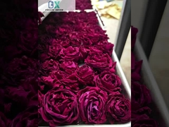 Hava soğutmalı sebze dondurucu 100kg/parti kapasitesi ve Baosi veya Bitzer vakum pompası