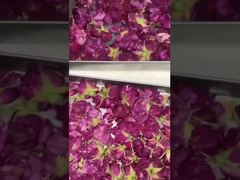 Evde Dondurma Kurutma: Kullanımı Kolay, Enerji Tasarrufu ve Mutfağa Uygun